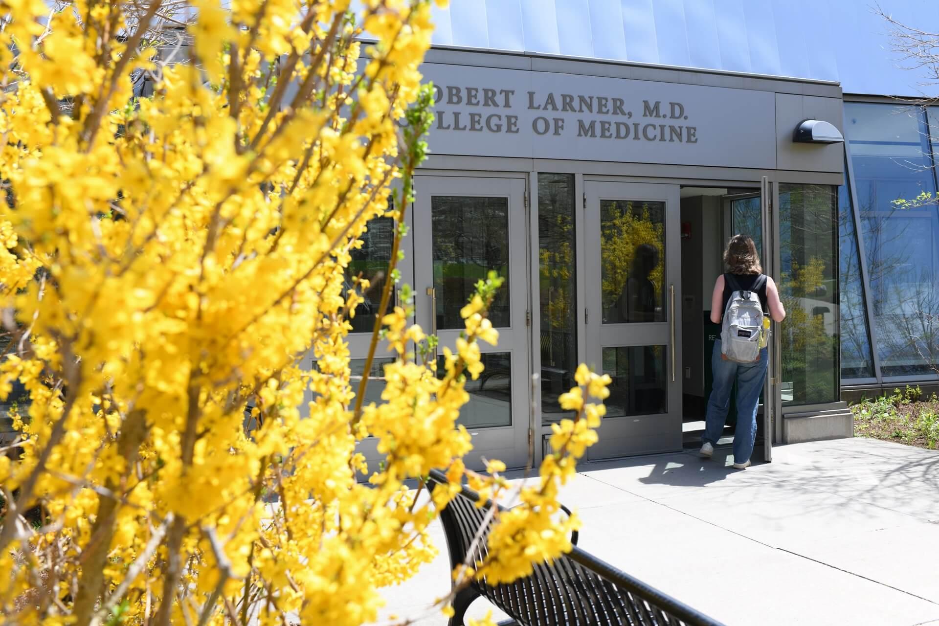 Yellow flowers in foreground with Robert Larner M.D. College of Medicine sign behind