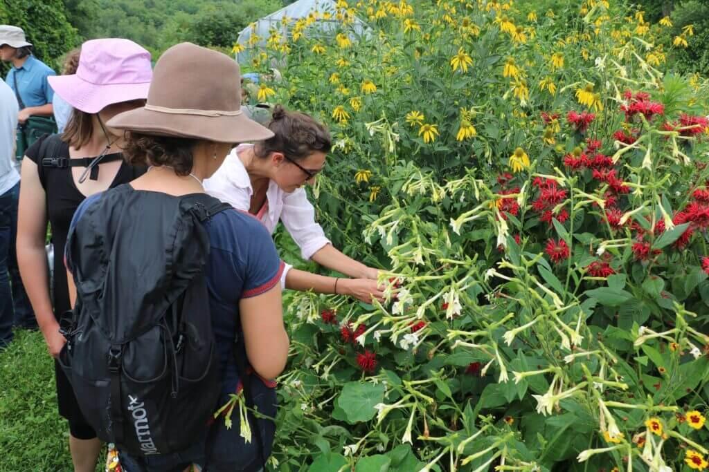 Pollinator Garden