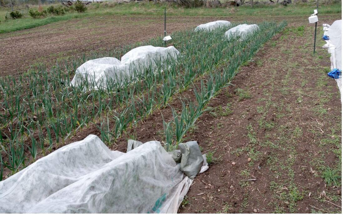 Floating Row of Vegetables Growing