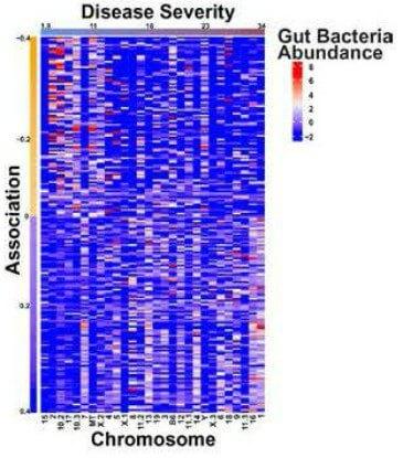 Gut Bacteria Image from the lab