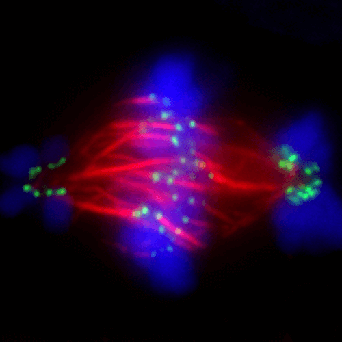 Cell division