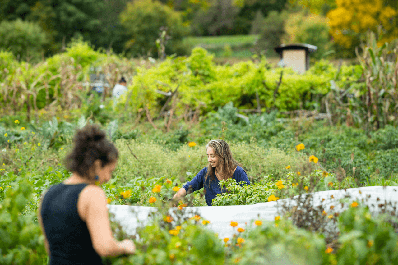 Students working together in a garden plot