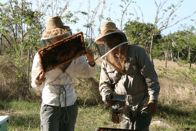 Students work with bees