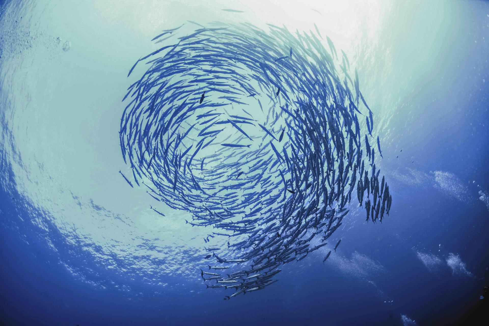 a spiraling school of fish