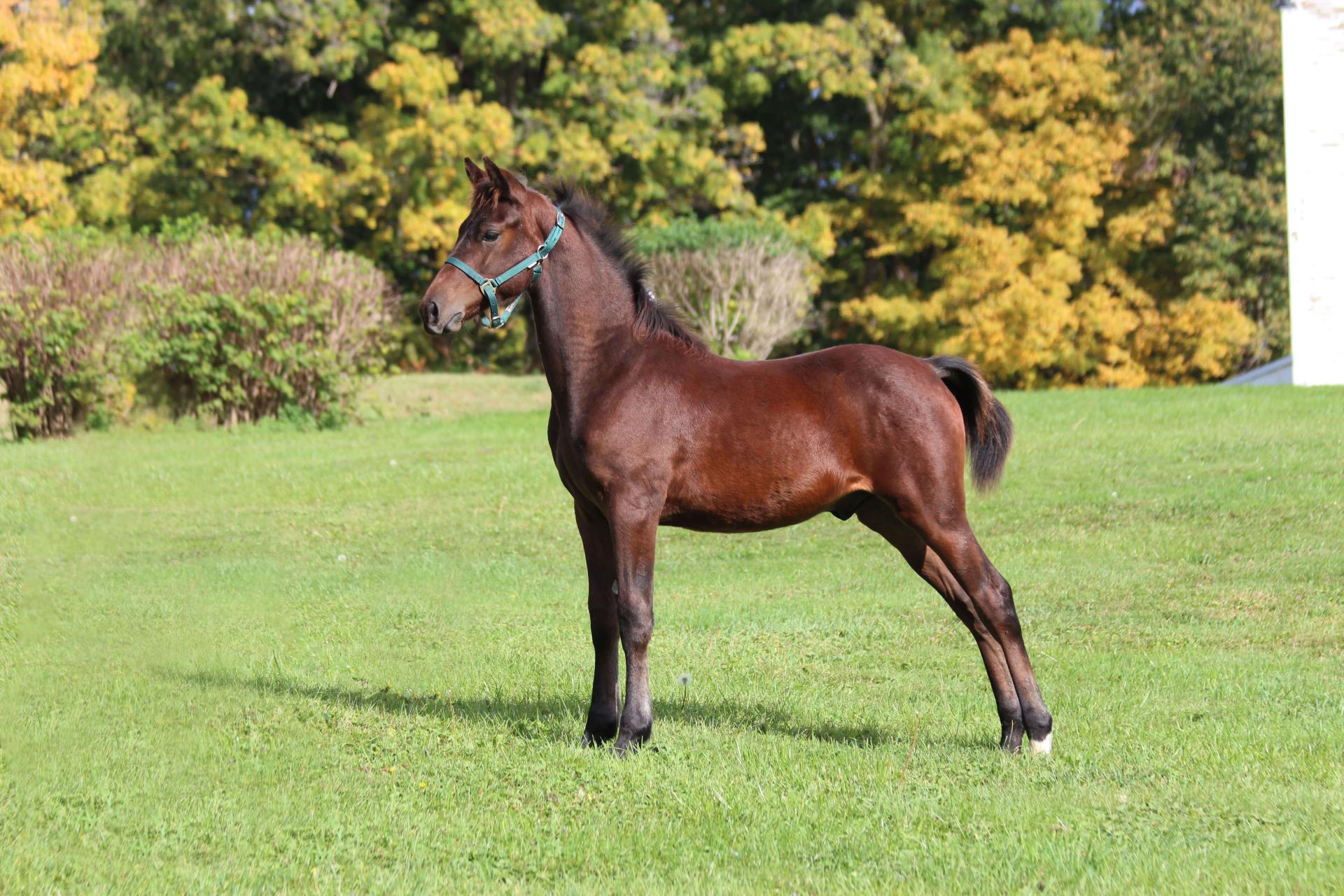 brown colt standing in lawn 