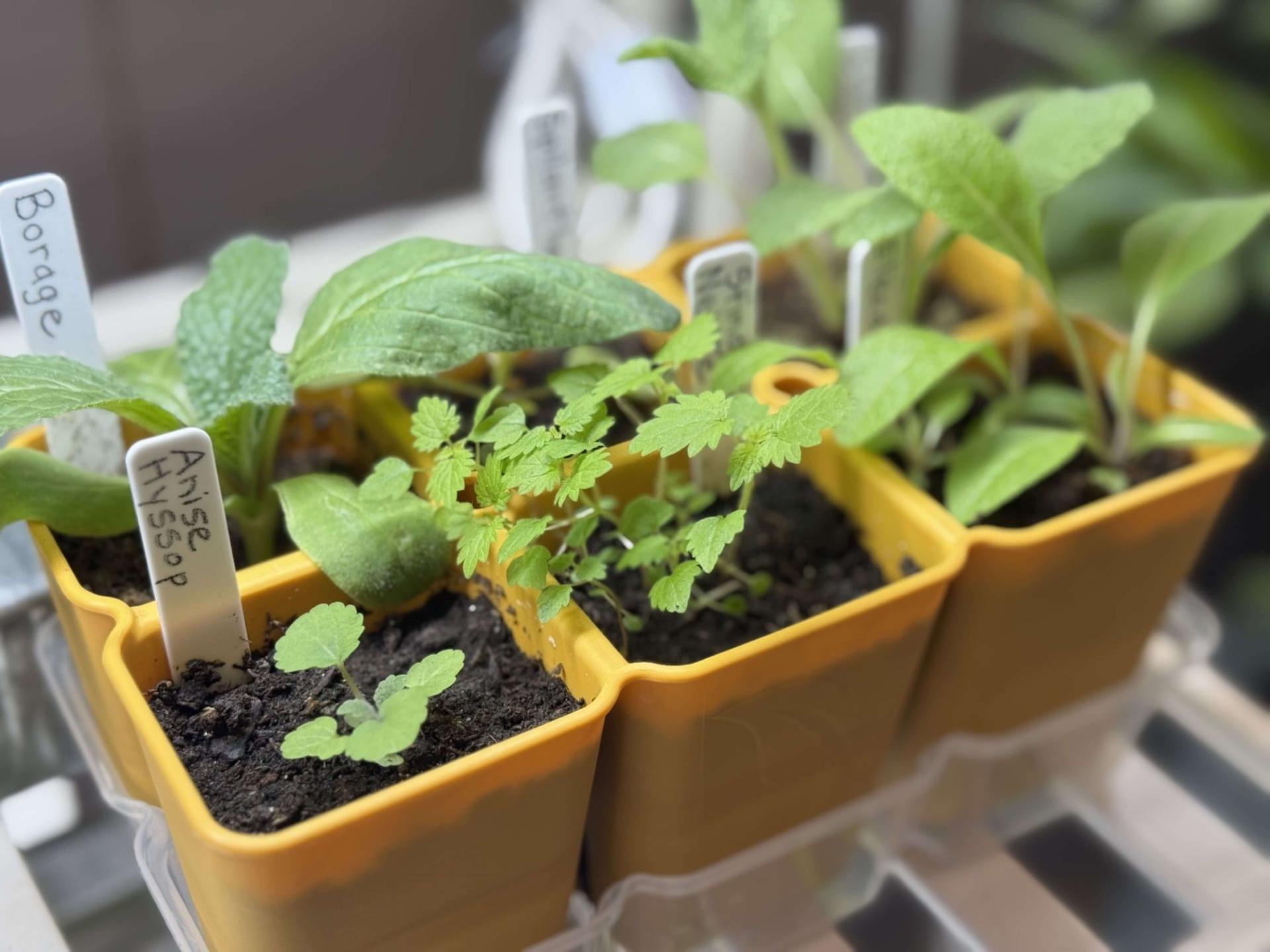 several seedlings in small containers