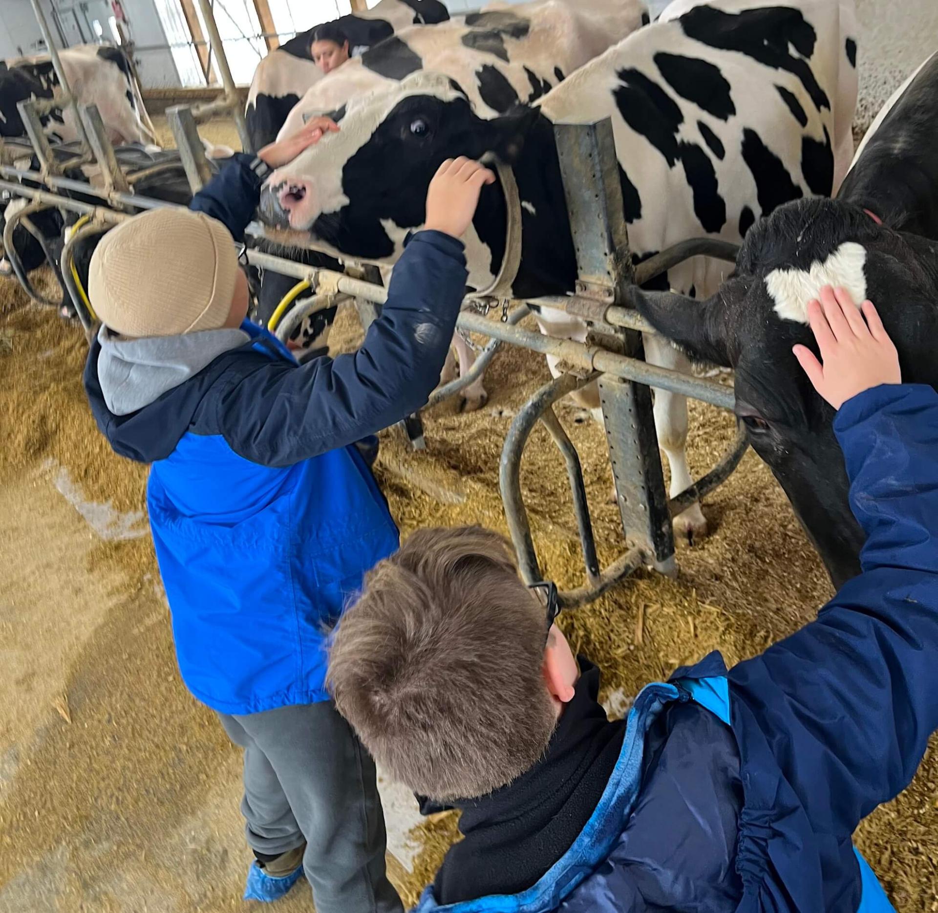Hunt Middle School students engage with cows at the UVM Dairy Farm.