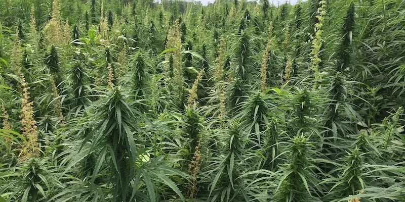 industrial hemp field