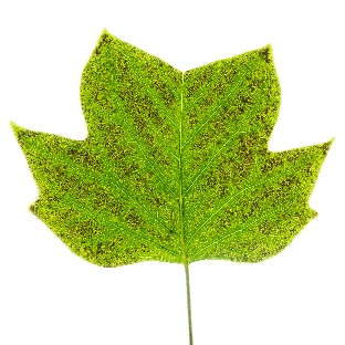 Ozone injury on a plant leaf