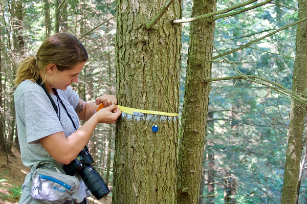Forest health technicians measure canopy condition, seedling abundance, sapling survivorship, invasive species, and damage agents on a network of 41 long-term forest health monitoring plots.