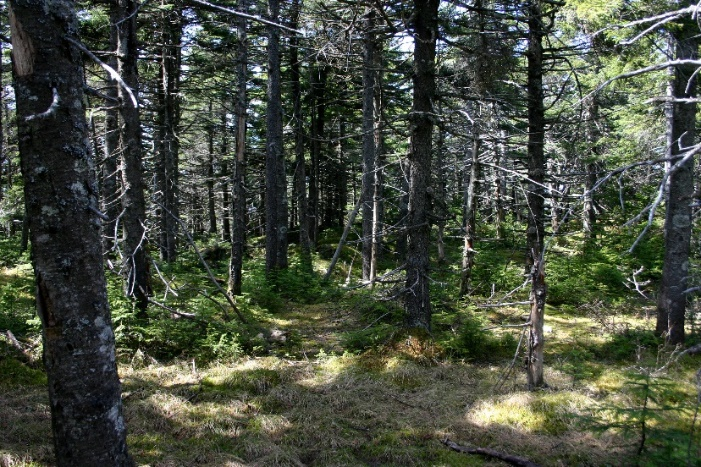Balsam fir forest