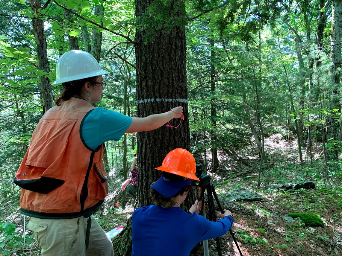Forest health interns measure canopy condition, seedling abundance, sapling survivorship, invasive species, and damage agents on a network of 49 long-term forest health monitoring plots across Vermont.