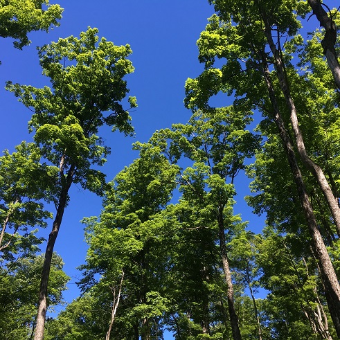 image of tree canopy looking upwards and bright blue sky