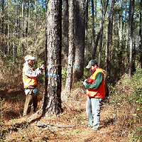 two men in the forest.  One is measuring a tree with tape, and one is writing on a clipboard