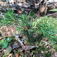 image of pine seedling on forest floor
