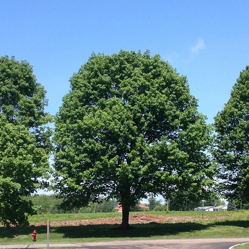 image of oak tree in a park