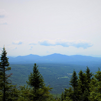 image of blue mountains in the distance with pine trees close