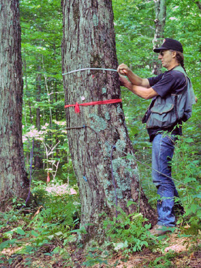 Measuring the diameter of trees on permanent forest health monitoring plots.