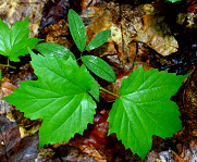 Maple seedlings