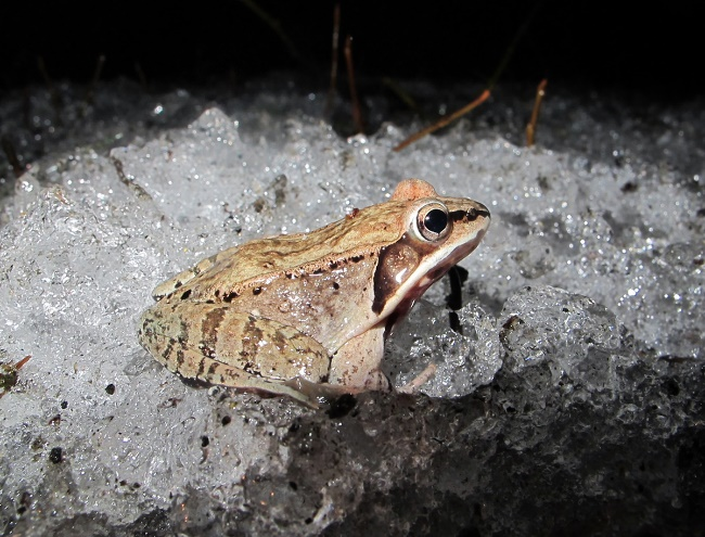 A very cold wood frog, North Lincoln Street, Keene.