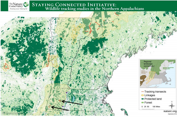Thumbnail for Wildlife connectivity in western Massachusetts: Results and recommendations from a 2013-14 study of wildlife movement in two corridors