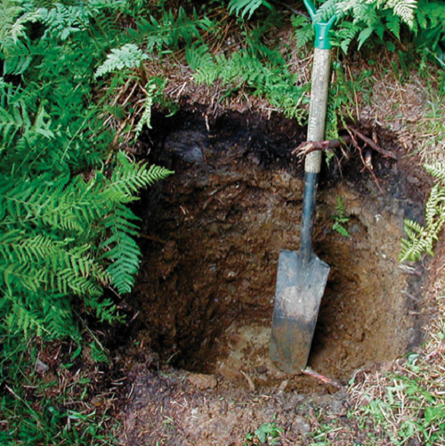 Picture of shovel in hole with ferns growing around the top
