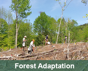 Forest adaptation