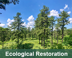ecological restoration