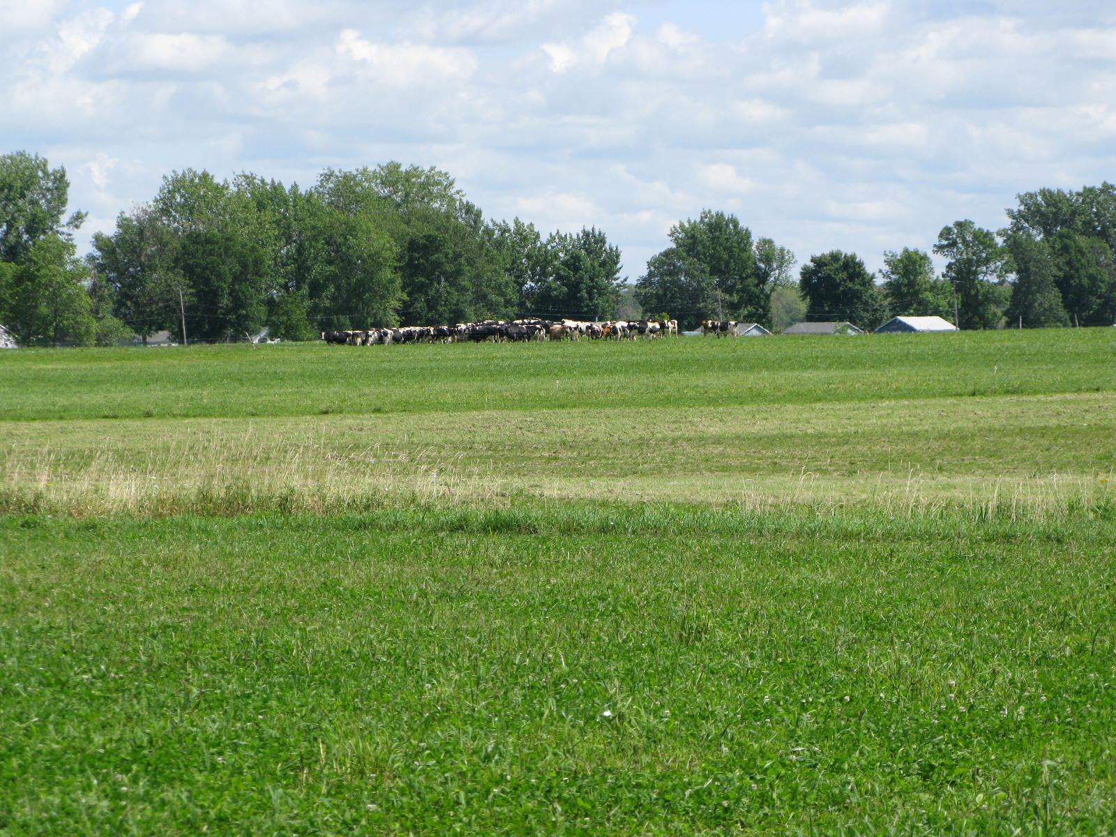 Organic Dairy Producers Conference Northwest Crops And Soils Program The University Of