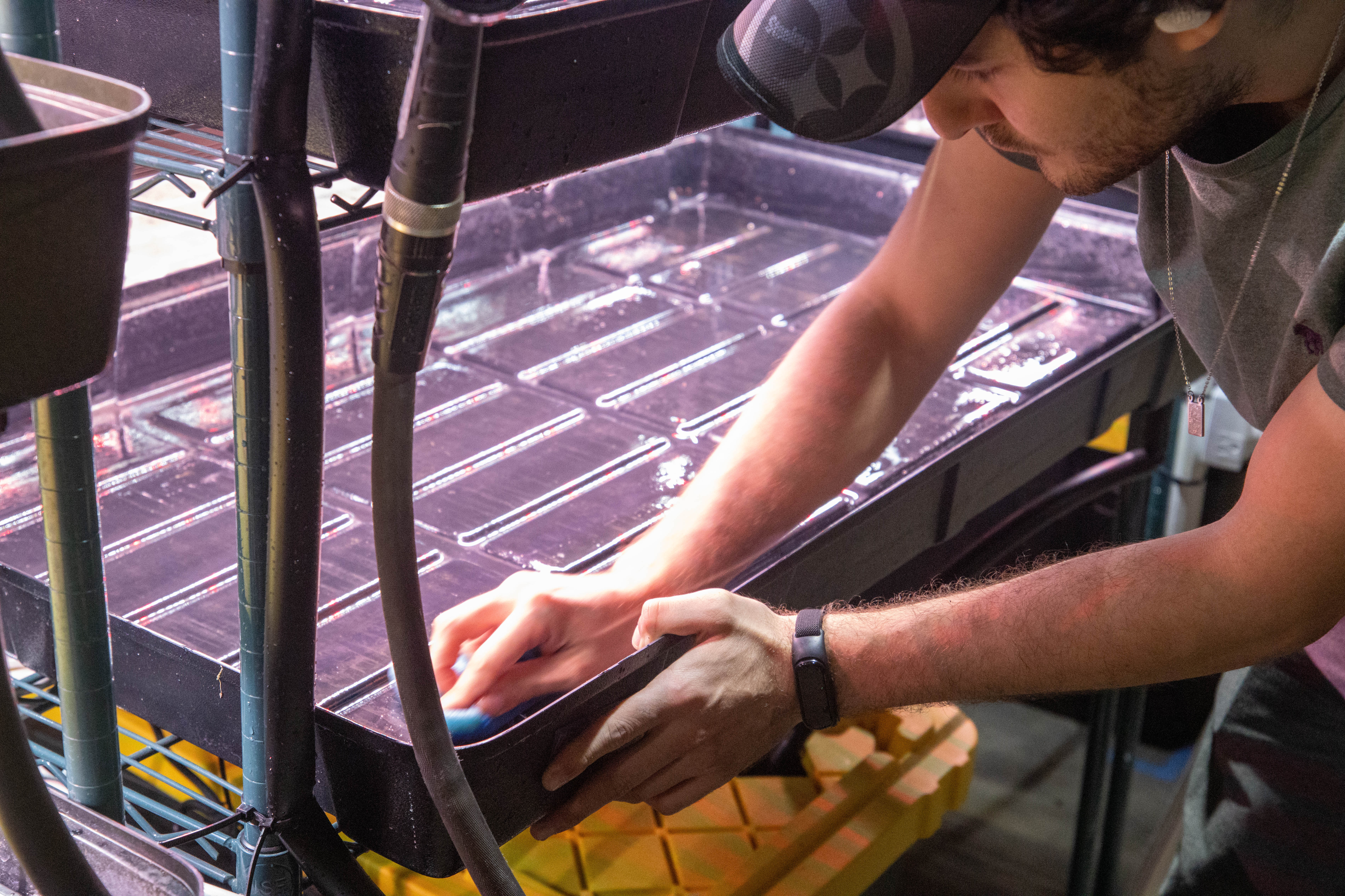 Wiping down the flood trays with a sponge