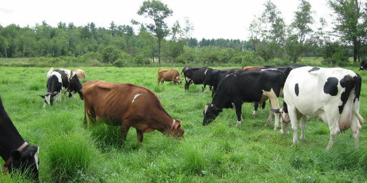 Pasture Management & Soil Conservation | The Center for Sustainable ...