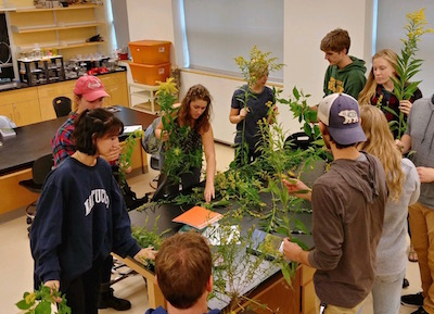 students handle goldenrod plants in a teaching lab