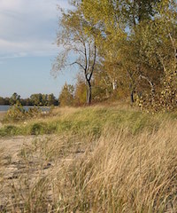 Ammophila breviligulata subsp. champlainensis (Champlain beachgrass)