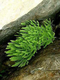 Adiantum aleuticum (Aleutian maidenhair fern)