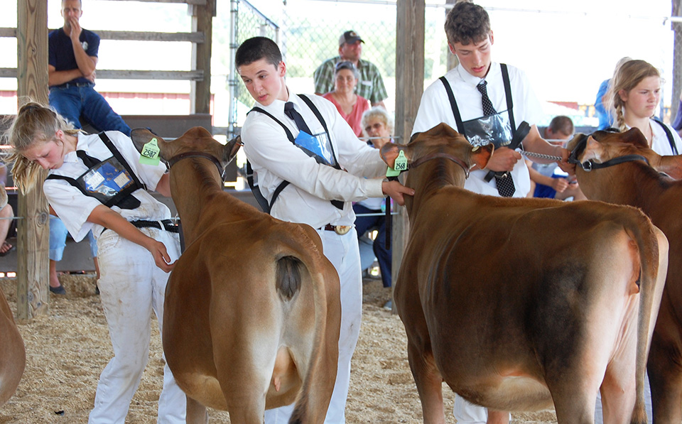 Annual 4H Dairy Show Held in Addison County University