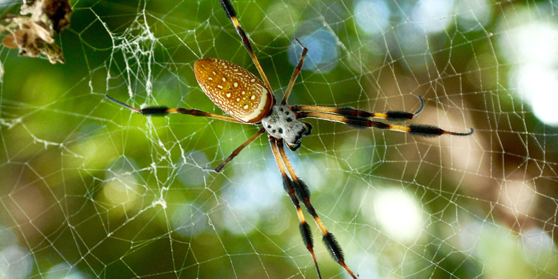 Revealing the Mysterious Powers of Spider Silks | UVM Today | The ...