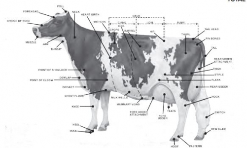 31 Cattle Parts Diagram - Wiring Diagram Database