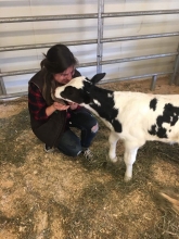 Student giving calf lots of nose kisses