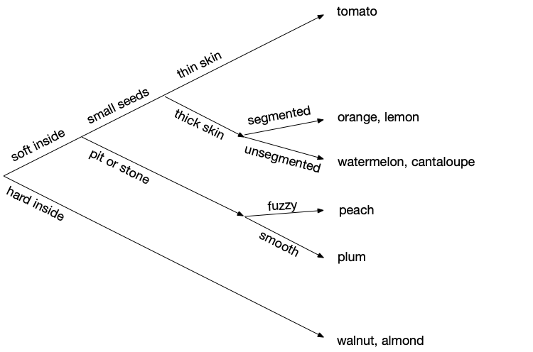 Decision tree for fruit