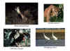 Photographs of various endangered species