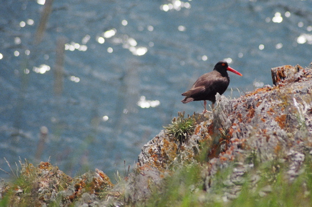 Oyster Catcher