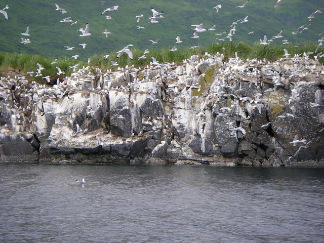 kittiwakes