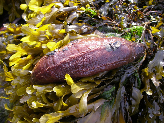 sea cucumber