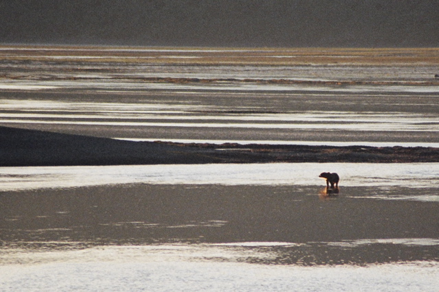 bear on the tidal flats