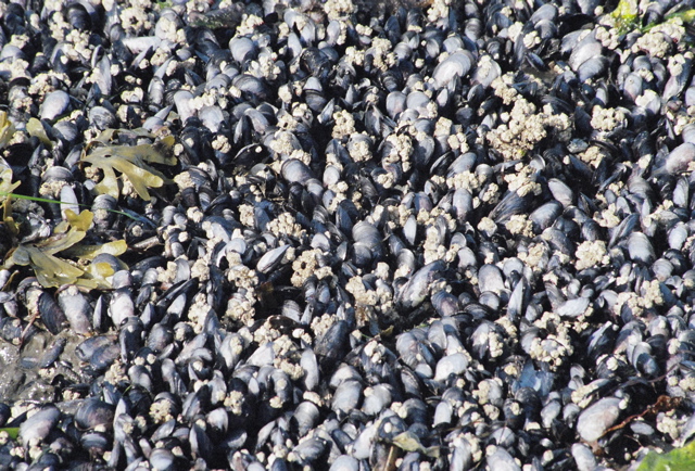 mussel beds