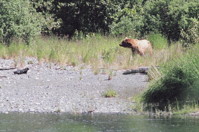 bear interrupting fishing