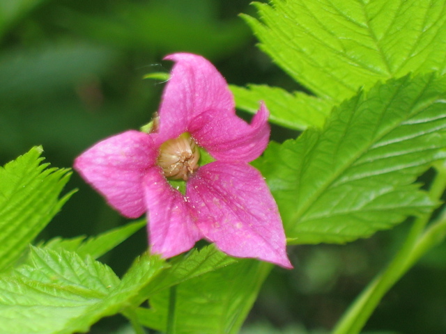 salmon berry