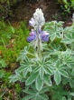 Lupine