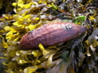 sea cucumber