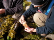 preparing sea cucumber